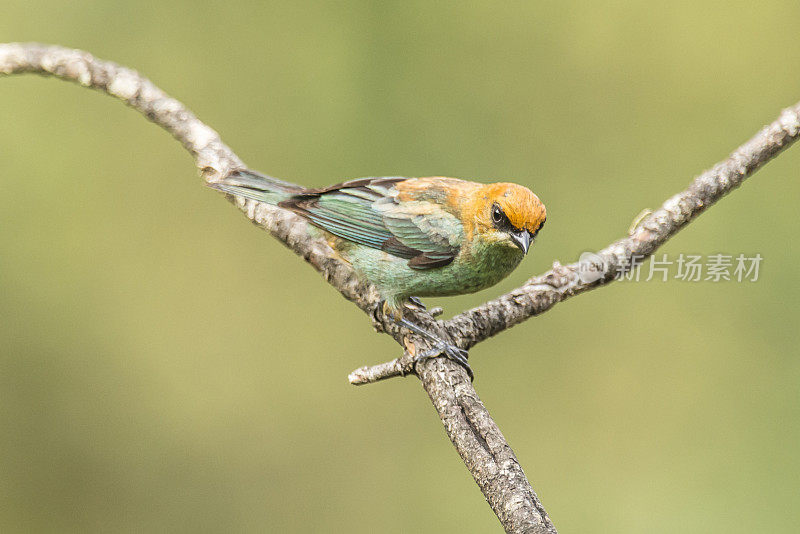 栗色背唐纳雀(Tangara preciosa)